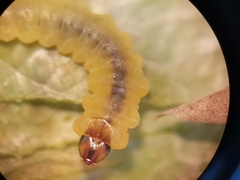 Tischeria ekebladella