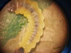 Tischeria ekebladella