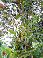 Dendrophthoe pentandra