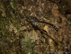 Zaclava clavifemorata