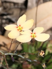 Stylidium spathulatum