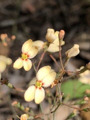 Stylidium spathulatum