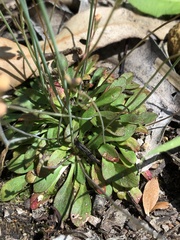 Stylidium spathulatum