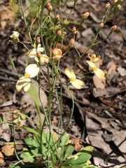 Stylidium spathulatum