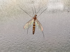 Macrocera fasciata