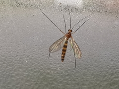 Macrocera fasciata