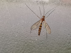 Macrocera fasciata