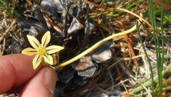 Triteleia ixioides anilina