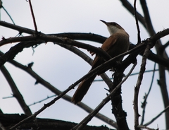 Tarphonomus certhioides