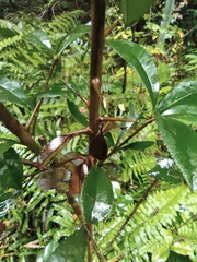 Photinia bodinieri