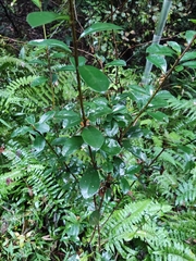 Photinia bodinieri