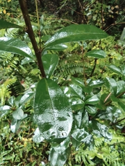 Photinia bodinieri
