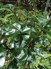 Photinia bodinieri