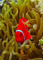 Amphiprion biaculeatus