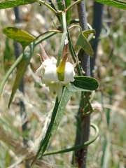 Araujia angustifolia