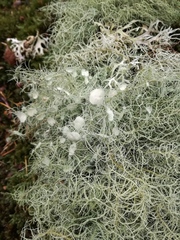 Usnea florida