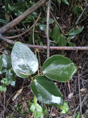 Akebia trifoliata
