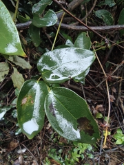 Akebia trifoliata