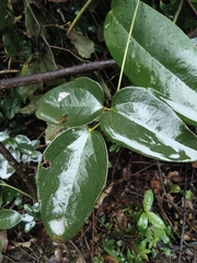 Akebia trifoliata
