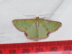 Eucyclodes buprestaria