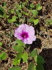 Ipomoea pes-caprae