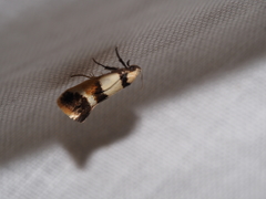 Crepidosceles glycydora