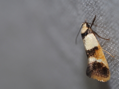 Crepidosceles glycydora