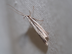 Bida radiosella