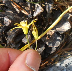 Triteleia ixioides anilina