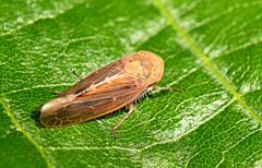 Thamnotettix exemtus