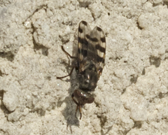 Ceroxys