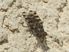 Ceroxys