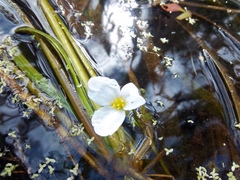 Sagittaria kurziana