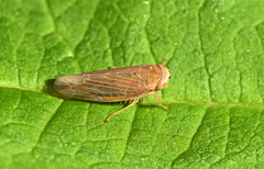Idiodonus cruentatus