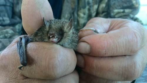Greater Tube-nosed Bat