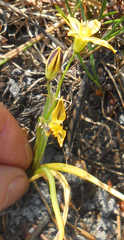 Triteleia ixioides anilina