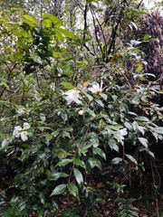 Camellia oleifera