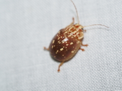 Paropsis geographica