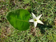 Jaborosa integrifolia