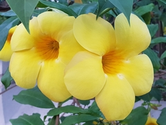 Allamanda cathartica