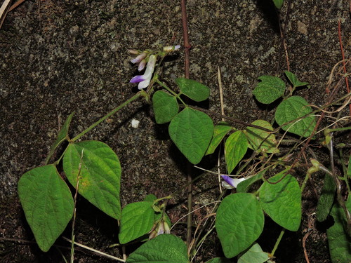 Amphicarpaea edgeworthii, photograph 2