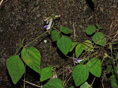 Amphicarpaea edgeworthii, photograph Jacy Chen, CC BY, iNaturalist via GBIF