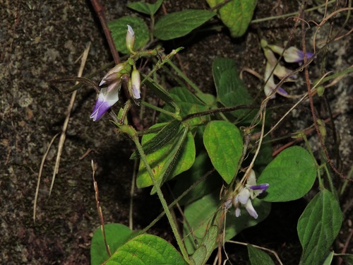 Amphicarpaea edgeworthii