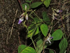 Amphicarpaea edgeworthii