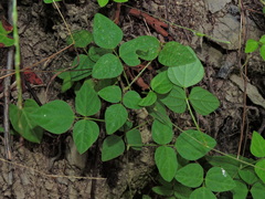 Amphicarpaea edgeworthii, photograph Jacy Chen, CC BY, iNaturalist via GBIF