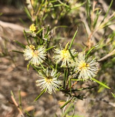 Melaleuca uncinata