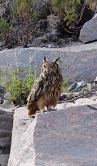Bubo bengalensis