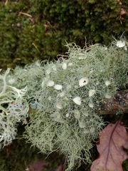 Usnea florida