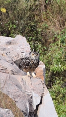 Bubo bengalensis