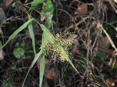 Panicum sarmentosum